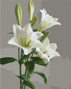 White Elegance